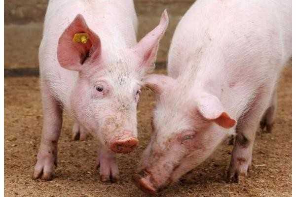 RFID技術肉類追溯監(jiān)管，讓食物更加安全