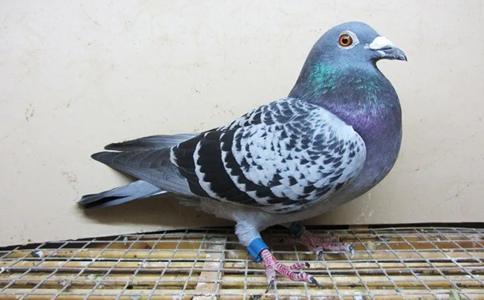 信鴿競賽技術管理應用方案