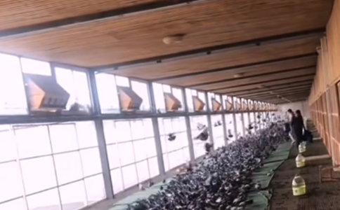 RFID射頻技術信鴿競賽管理系統(tǒng)方案