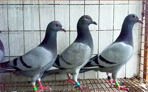 智能標簽信鴿管理實際應用